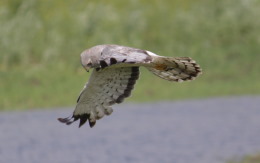 Bird pictures gallery