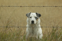 Furry animal pictures gallery